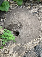 Gopher hole