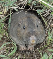 Gopher (front)