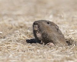 Gopher (profile)