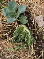 Bok Choy